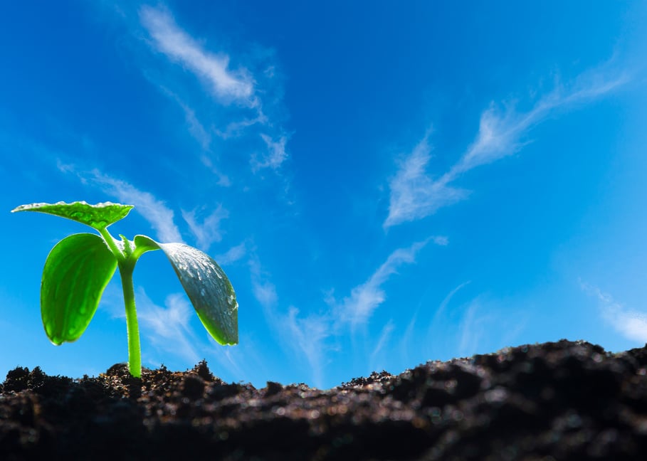 Seedlings grow from soil on blue sky background, ecology concept